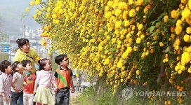 황매화와 동심