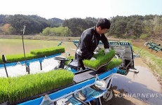 강원도 첫 모내기