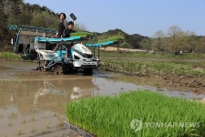 강원도 첫 모내기