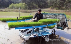 강원도 첫 모내기