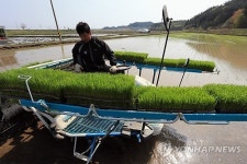 강원도 첫 모내기