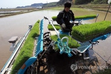 강원도 첫 모내기