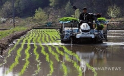 강원도 첫 모내기