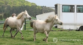 한라산 초원 달리는 제주마