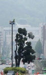 새봄맞이 목욕하는 천년향