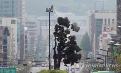 새봄맞이 목욕하는 천년향