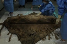 <문화재 이야기> 조선시대 CSI, 미라와 기생충
