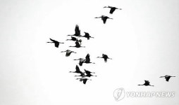 세종시 장남평야 찾은 재두루미