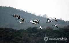 세종시 장남평야 찾은 재두루미