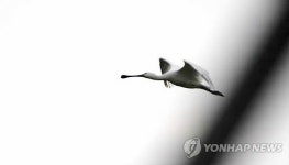 세종시 장남평야서 재두루미·노랑부리저어새 발견