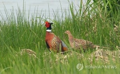 남대천 산책 나온 꿩 부부