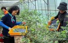 <카메라뉴스> 슈퍼푸드 블루베리 수확 한창