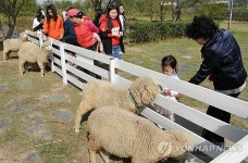 삼락생태공원에 양떼 보러 오세요