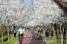 벚꽃 명소 부산 낙동강 둑길 내년 더 화려하게