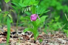 치악산서 멸종위기 식물 복주머니란 자생지 발견