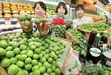 하동 매실 본격 출하…올해 120억 소득 예상