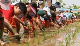 도시 한복판 손 모내기 체험