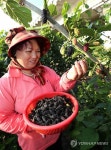 웰빙식품 지리산 오디 수확
