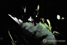옥천 안터마을 31일부터 반딧불이축제