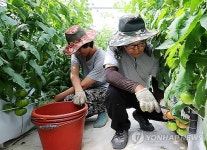 토마토로 억대 부농 꿈 이룬 서산 이붕의씨
