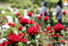 장미 활짝 핀 원주 도심