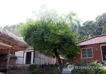 익산의 명물 된 가람 생가의 탱자나무