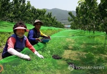 여름철 건강과일 오디 수확 한창