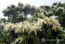 공주 정안 소랭이마을서 13∼15일 밤꽃축제