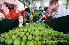 격이 다른 하동 유기농 매실…수출도 날개