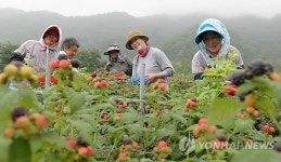 무농약 거창 복분자 맛보세요