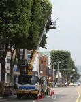 사각형 이발하는 수원 정조로 가로수