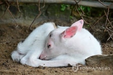평창에서 태어난 흰 사슴 길조 기대