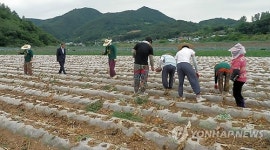 대학생 농활 시작…전국 곳곳서 봉사 구슬땀