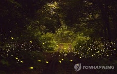 제주 청수곶자왈 반딧불이 쇼