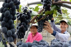 폭염 속 보랏빛 유혹 거창포도