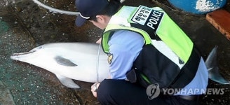 삼척 앞바다서 그물에 걸린 돌고래 발견