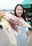 경남 고성군 월평리 찰옥수수