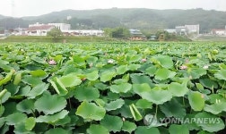 은은한 연꽃향 가득…용인연꽃단지