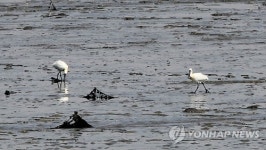 수도권 최대 인천 송도갯벌 6.11㎢ 람사르습지 지정