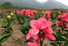 <카메라뉴스> 화천 북한강변에 무궁화 만개