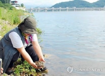 남한강 이포보 상류에서 발견된 큰빗이끼벌레