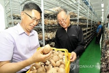 KT, 강릉에 ICT 기술 접목한 스마트 팜 구축