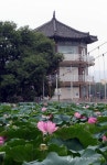 전주 덕진공원 현수교 앞에 핀 연꽃