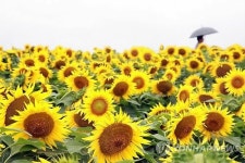 함안 강주마을 해바라기 밭