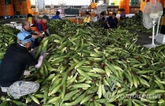 맛 최고 홍천 찰옥수수 본격 출하