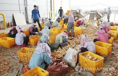 충남 서산 양파 일본 수출길 열려