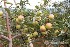 고산과수농장 현지지도하는 북한 김정은 위원장