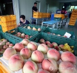 제철맞은 복숭아 출하 한창