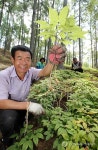 영마루산양삼산약초산야채농원 | "산삼에 버금가는 산양삼입니다"