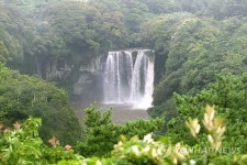 한라산 폭우로 장관 이룬 천지연폭포